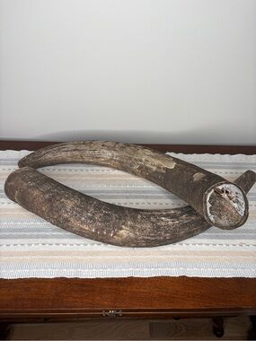 Natural Unaltered Decorative Bull Horns - Rustic Brown